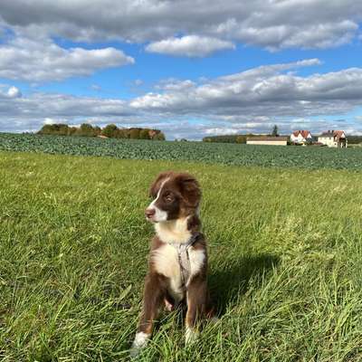 Hundetreffen-Charlie sucht Welpenfreunde-Bild