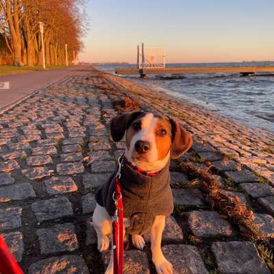 Hundetreffen-Social Walk in Stralsund und Umgebung-Bild