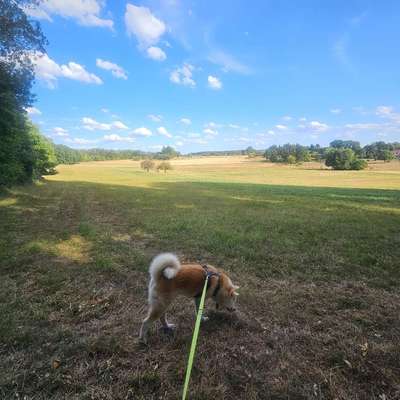 Hundetreffen-Gemeinsames Gassi gehen :)-Bild
