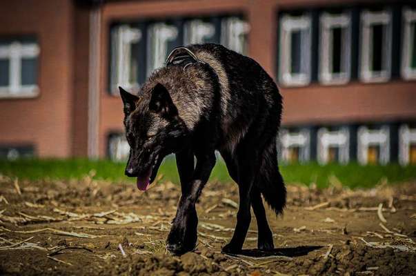 eure Spitznamen für die Vierbeiner-Beitrag-Bild