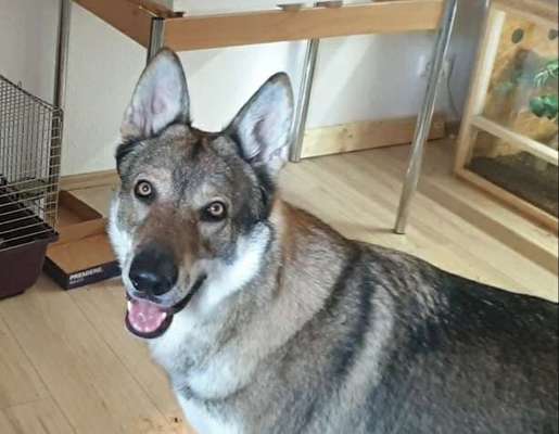 eure Spitznamen für die Vierbeiner-Beitrag-Bild