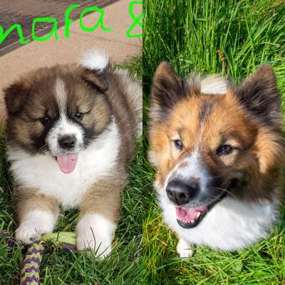 Vom Welpen zum Hund-Beitrag-Bild