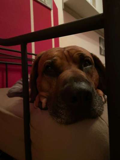 Rhodesian Ridgeback-Beitrag-Bild