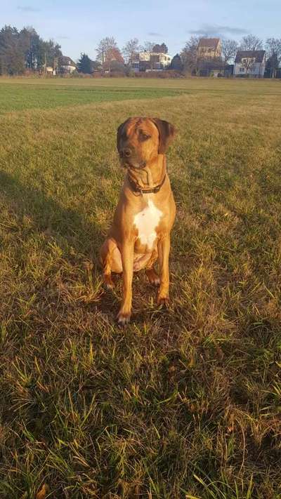 Rhodesian Ridgeback-Beitrag-Bild