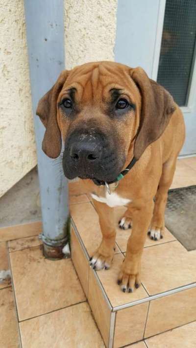 Als Welpen sind sie alle noch süßer-Beitrag-Bild