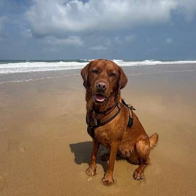Hundetreffen-Spielpartner gesucht🐶-Bild