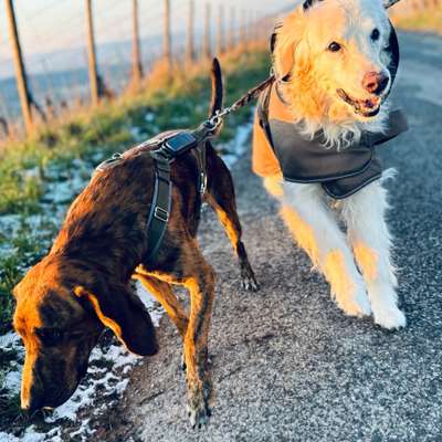 Hundetreffen-Hundebegegnungen und Social walk-Bild