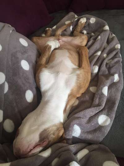 Zeigt mir die lustigsten Schlafpositionen eurer Fellnasen-Beitrag-Bild