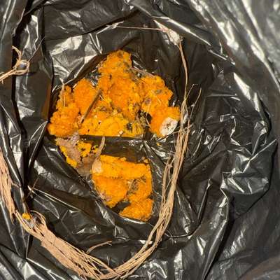 Giftköder-Orangene Giftköder wie bereits überall-Bild