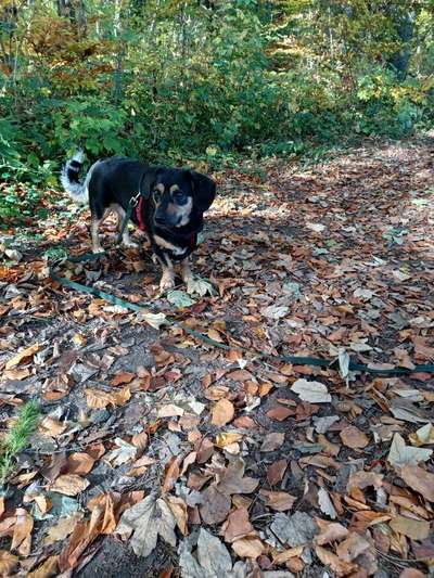 Mischlinge - die beste Rasse die es gibt-Beitrag-Bild