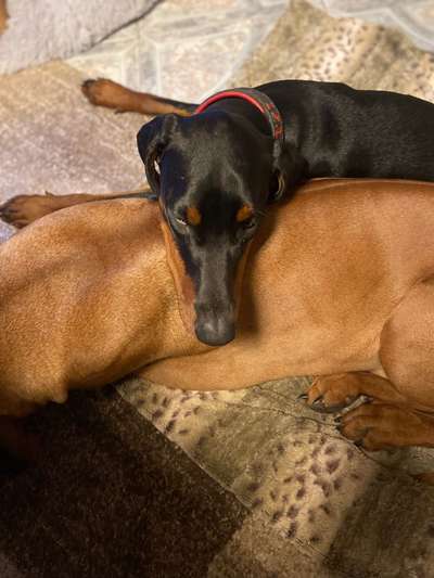 Rhodesian Ridgeback-Beitrag-Bild