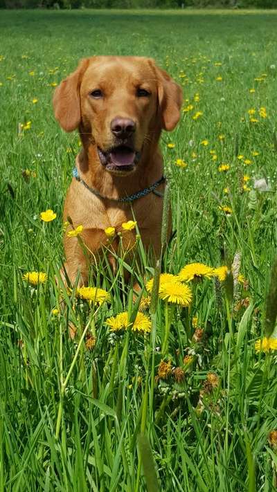 Die Dogorama Monats Challenge "Es grünt und blüht"-Beitrag-Bild