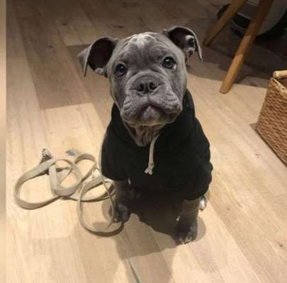 Fotochallange nr. 106
Der geschmückte Hund.-Beitrag-Bild