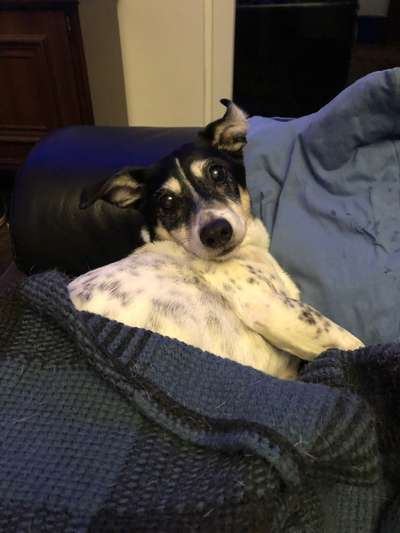 Ratonero Bodeguero Andaluz-Beitrag-Bild