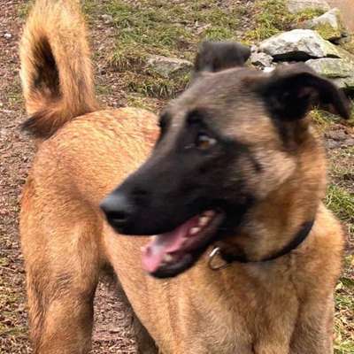 Hundetreffen-SocialWalk-Bild