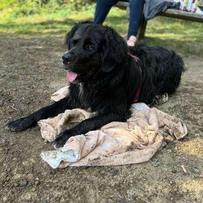 Hundetreffen-Spielen&Toben