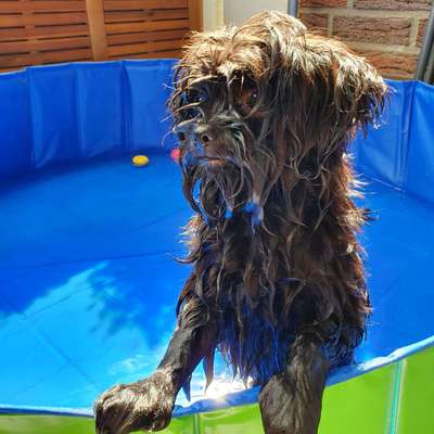 Dogorama-Monats-Challenge-Mai "Wasser"-Beitrag-Bild