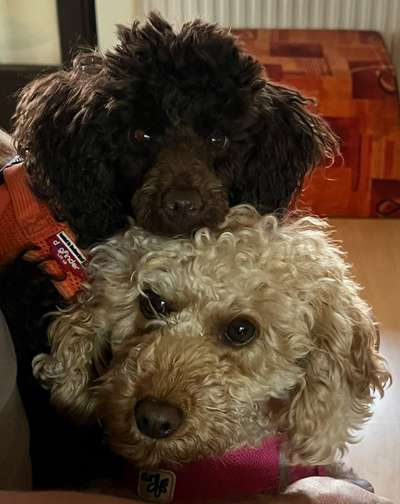 Hundetreffen-Gassi mit 2 Pudel 3 Jahre und 6 Monate-Bild