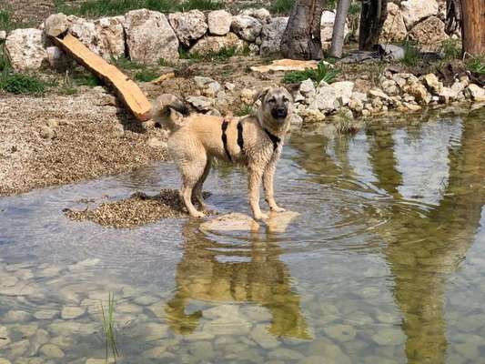 Wo sind die Mischlinge?-Beitrag-Bild