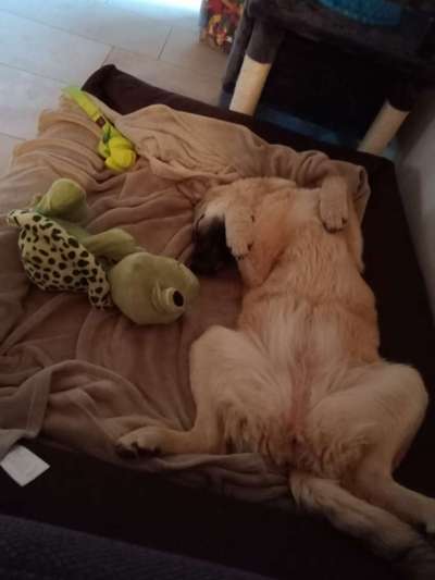 Dogorama Photo Challenge - Zeigt her eure Bäuche-Beitrag-Bild