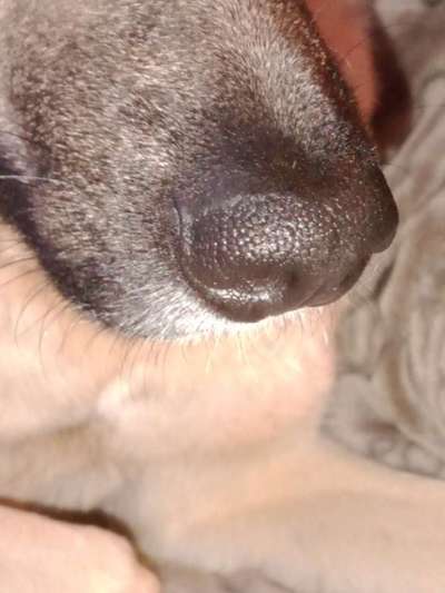 42. Handy Fotochallenge - Den richtigen Riecher haben-Beitrag-Bild