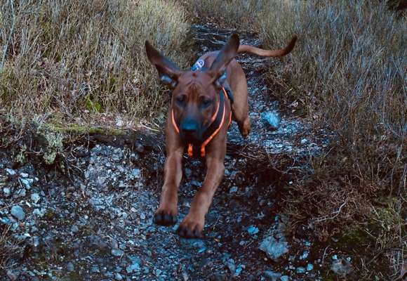 Hundetreffen-Spielen und Spazieren-Bild