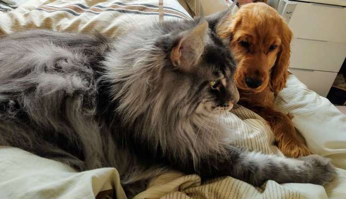 Bester Freund, Hundekumpel - zeigt her!-Beitrag-Bild