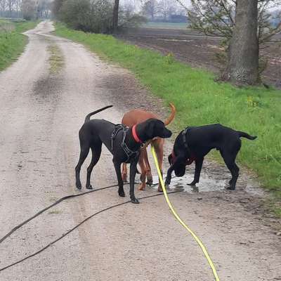 Hundetreffen-Leyla braucht Spielfreunde ♥️-Bild