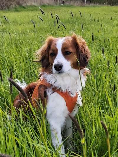 Die Dogorama Kalender Challenge Titelbild-Beitrag-Bild