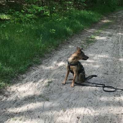 Hundetreffen-Social Walks/Übungsspaziergänge-Bild