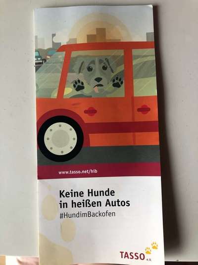 Hund im Auto-Beitrag-Bild