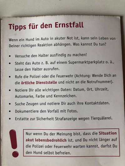 Hund im Auto-Beitrag-Bild