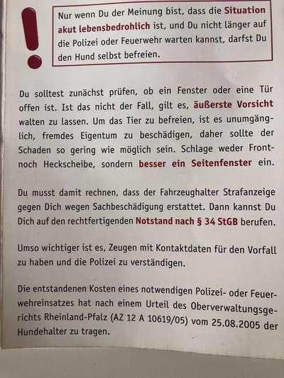 Hund im Auto-Beitrag-Bild