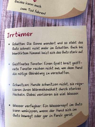 Hund im Auto-Beitrag-Bild