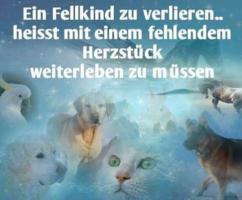 Unsere Fellnasen im Regenbogenland-Beitrag-Bild