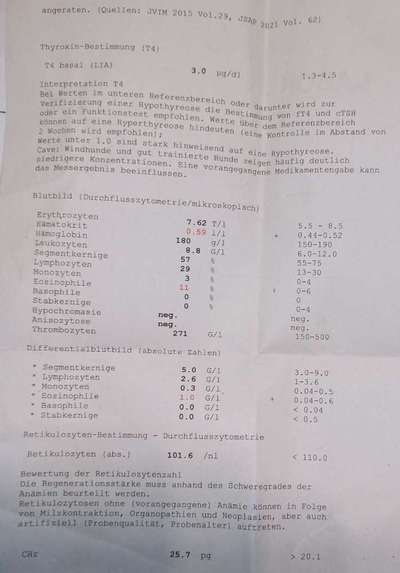 Graue Flecken auf der Hornhaut und Juckreiz sowie Fellverlust an den Ohren beim Labrador.-Beitrag-Bild