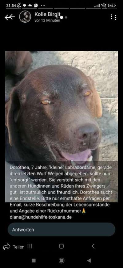Tierschutzhunde suchen ein Zuhause-Beitrag-Bild