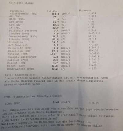 Graue Flecken auf der Hornhaut und Juckreiz sowie Fellverlust an den Ohren beim Labrador.-Beitrag-Bild