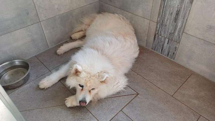 Unsere Fellnasen im Regenbogenland-Beitrag-Bild