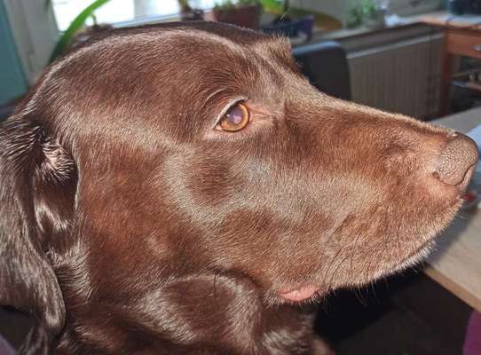 Graue Flecken auf der Hornhaut und Juckreiz sowie Fellverlust an den Ohren beim Labrador.-Beitrag-Bild