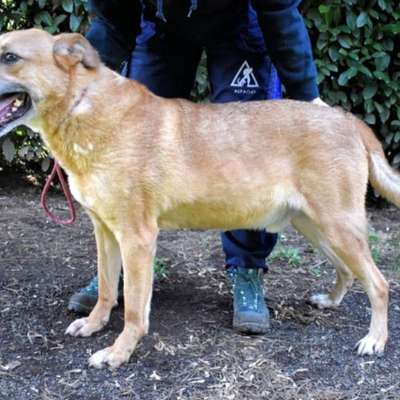 Tierschutzhunde suchen ein Zuhause-Beitrag-Bild
