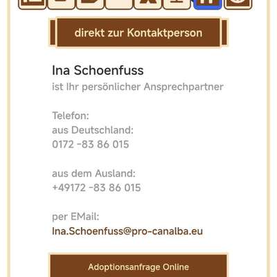 Tierschutzhunde suchen ein Zuhause-Beitrag-Bild