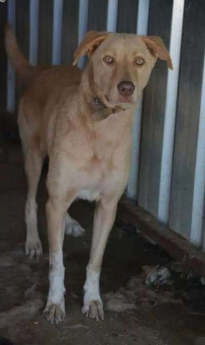 Tierschutzhunde suchen ein Zuhause-Beitrag-Bild