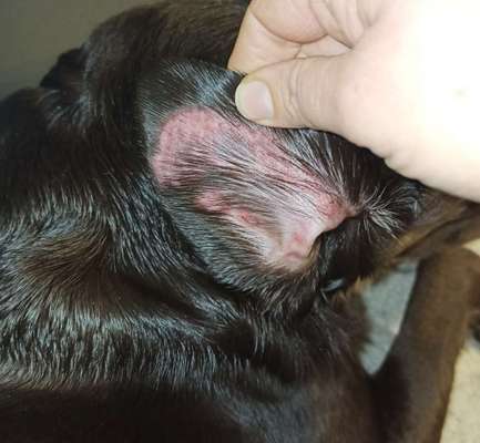 Graue Flecken auf der Hornhaut und Juckreiz sowie Fellverlust an den Ohren beim Labrador.-Beitrag-Bild