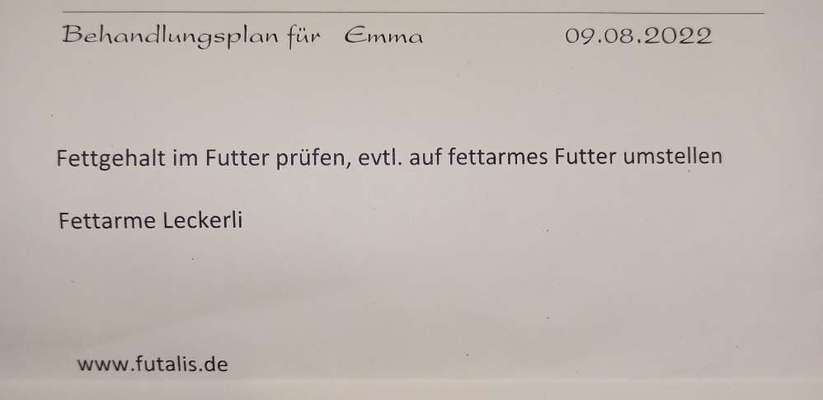 Graue Flecken auf der Hornhaut und Juckreiz sowie Fellverlust an den Ohren beim Labrador.-Beitrag-Bild