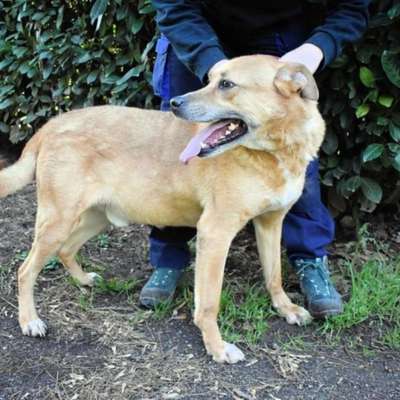 Tierschutzhunde suchen ein Zuhause-Beitrag-Bild
