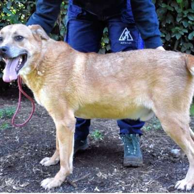 Tierschutzhunde suchen ein Zuhause-Beitrag-Bild