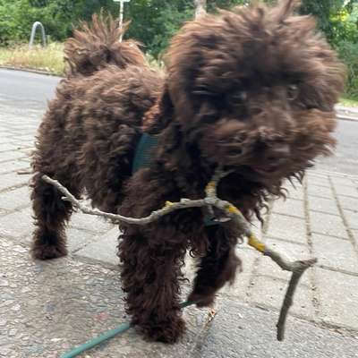 Hundetreffen-Spazierbuddy für Pudelwelpen in Karlshorst gesucht-Bild