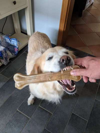 Golden Retriever-Beitrag-Bild