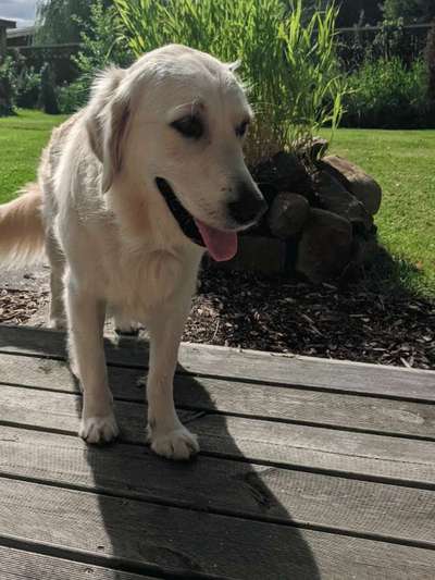 Wo sind die Golden Retriever Liebhaber?-Beitrag-Bild